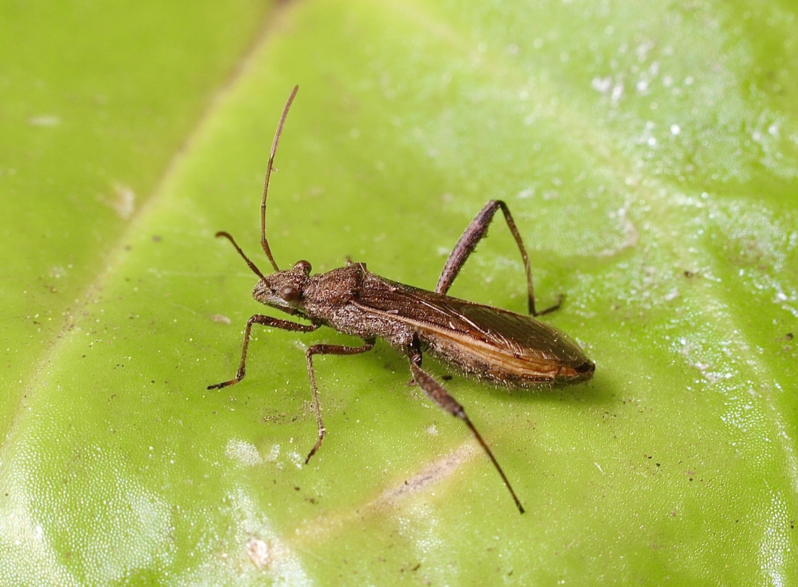 Pod sucking Bug - Melanacanthus scutellaris Observed in private garden. Australia,Geotagged,Melanacanthus scutellaris,Winter