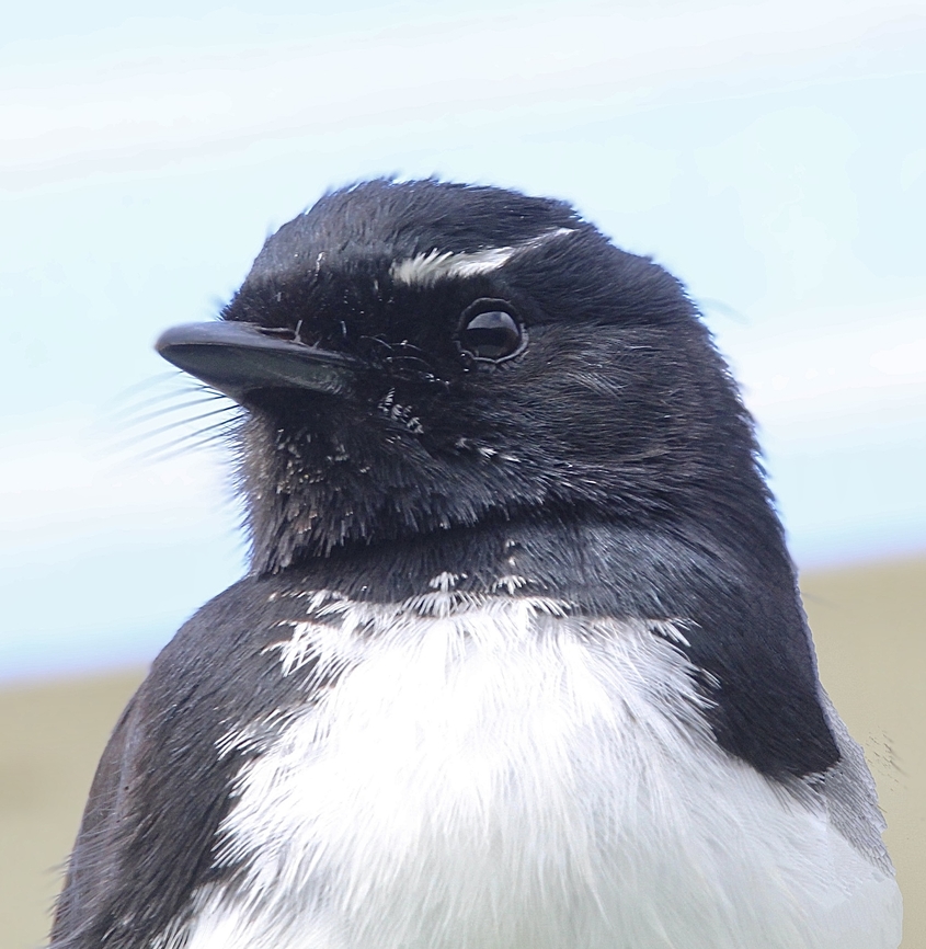 Willie Wagtail - Rhipidura leucophrys Portrait of male Willie Wagtail.<br />
A pair of Willy Wagtails are almost ready to breed for the 3rd year in our back garden. Convenienly for them ( not for us) they build the nest on our cloth hoist and are occupying it now again after some repair work. The first 2 seasons they produced each time 3 young .This morning my wife observed the first copulation and we expect for them to lay the 1st egg in a day or two. Australia,Geotagged,Rhipidura leucophrys,Willie Wagtail,Winter