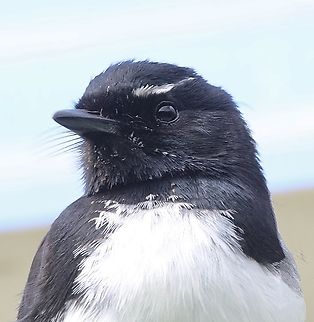 Willie Wagtail - Rhipidura leucophrys Portrait of male Willie Wagtail.
A pair of Willy Wagtails are almost ready to breed for the 3rd year in our back garden. Convenienly for them ( not for us) they build the nest on our cloth hoist and are occupying it now again after some repair work. The first 2 seasons they produced each time 3 young .This morning my wife observed the first copulation and we expect for them to lay the 1st egg in a day or two. Australia,Eamw birds,Geotagged,Rhipidura leucophrys,Willie Wagtail,Winter,encounter