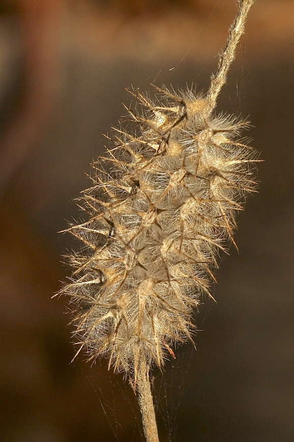 Narrowleaf crimson clover - Trifolium angustifolium Introduced to Australia. Australia,Eamw flora,Fall,Geotagged,Mount Billy Conservation Park,Narrowleaf crimson clover,Trifolium angustifolium
