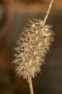 Narrowleaf crimson clover - Trifolium angustifolium Introduced to Australia. Australia,Eamw flora,Fall,Geotagged,Mount Billy Conservation Park,Narrowleaf crimson clover,Trifolium angustifolium