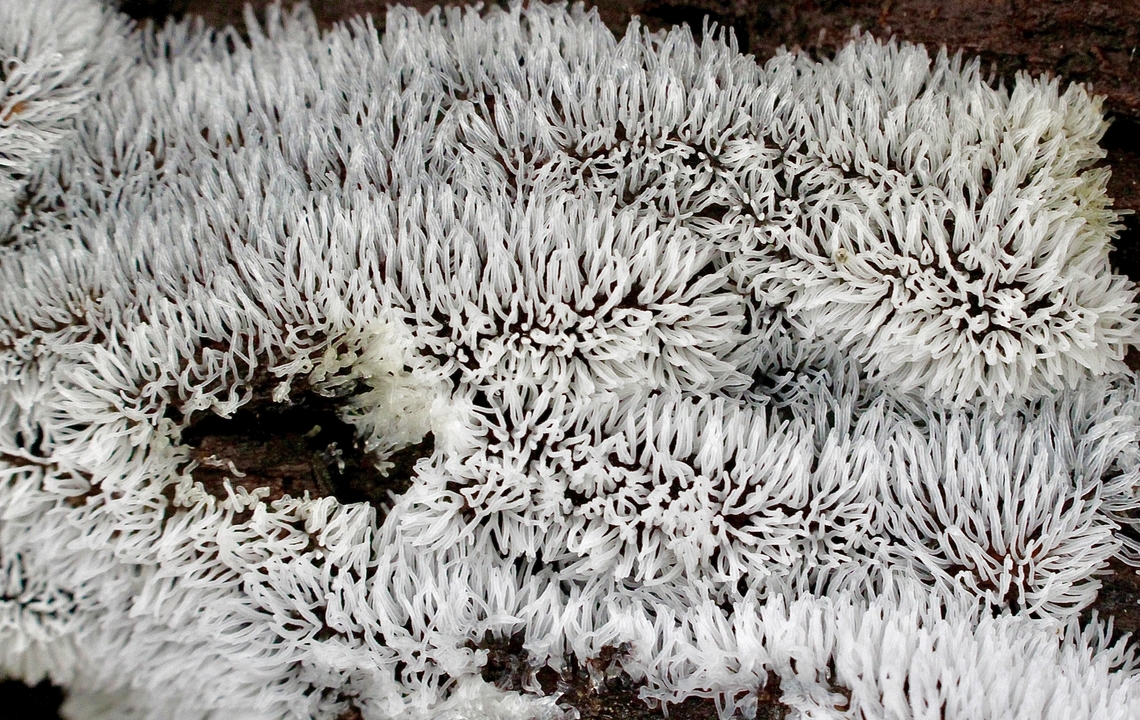 Common Coral Slime -  Ceratiomyxa fruticulosa  Australia,Ceratiomyxa fruticulosa,Geotagged,Mount Billy Conservation Park,Spring,eamw fungi