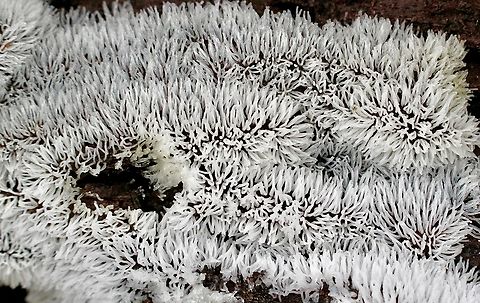 Common Coral Slime -  Ceratiomyxa fruticulosa  Australia,Ceratiomyxa fruticulosa,Geotagged,Mount Billy Conservation Park,Spring,eamw fungi