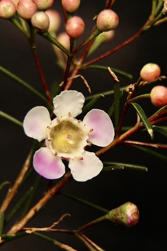 Geraldton wax - Chamelaucium uncinatum Endemic to south-western Australia ,but commonly used in other states as a ornamental garden plant. Also cultivated into many varieties for the nursery trade. Australia,Chamelaucium uncinatum,Geotagged,Geraldton wax,Winter