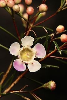 Geraldton wax - Chamelaucium uncinatum Endemic to south-western Australia ,but commonly used in other states as a ornamental garden plant. Also cultivated into many varieties for the nursery trade. Australia,Chamelaucium uncinatum,Eamw flora,Encounter Bay SA,Geotagged,Geraldton wax,Winter