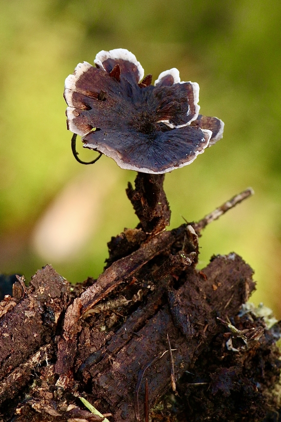 Tooth fungus - Phellodon plicatus  Australia,Eamw fungi,Fall,Geotagged,Phellodon plicatus,Spring Mount conservation park SA