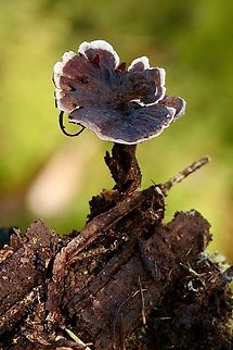 Tooth fungus - Phellodon plicatus  Australia,Eamw fungi,Fall,Geotagged,Phellodon plicatus,Spring Mount conservation park SA