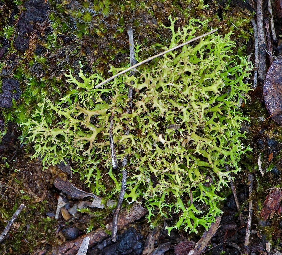 Common Cladia -Cladia aggregata  Australia,Cladia aggregata,Common Cladia,Eamw lichen,Fall,Geotagged,Spring Mount conservation park SA