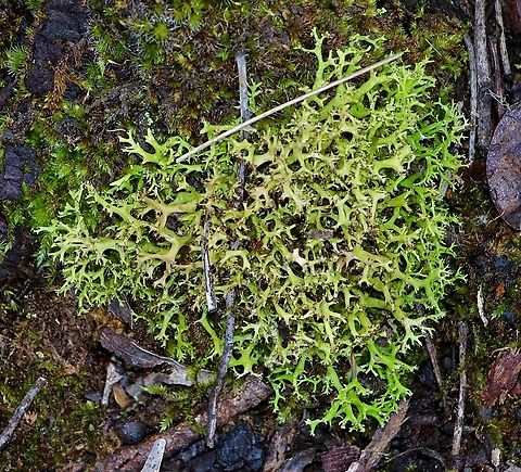Common Cladia -Cladia aggregata  Australia,Cladia aggregata,Common Cladia,Eamw lichen,Fall,Geotagged,Spring Mount conservation park SA