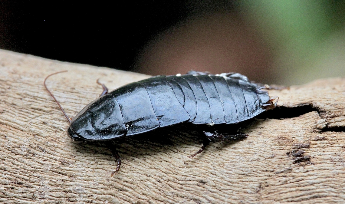 Native Australian cockroach - Genus Platyzosteria Wingless species, approximately 50 mm long. Australia,Geotagged,Winter