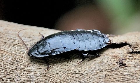 Native Australian cockroach - Genus Platyzosteria Wingless species, approximately 50 mm long. Australia,Geotagged,Winter