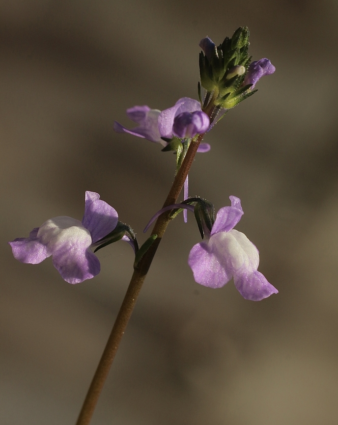 Canada toadflex - Nuttallanthus canadensis  Apopka,Eamw flora,Florida,Geotagged,Nuttallanthus canadensis,United States,Winter