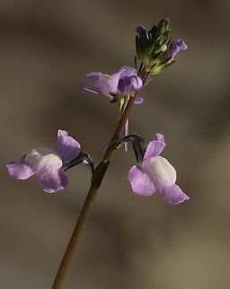 Canada toadflex - Nuttallanthus canadensis  Apopka,Eamw flora,Florida,Geotagged,Nuttallanthus canadensis,United States,Winter