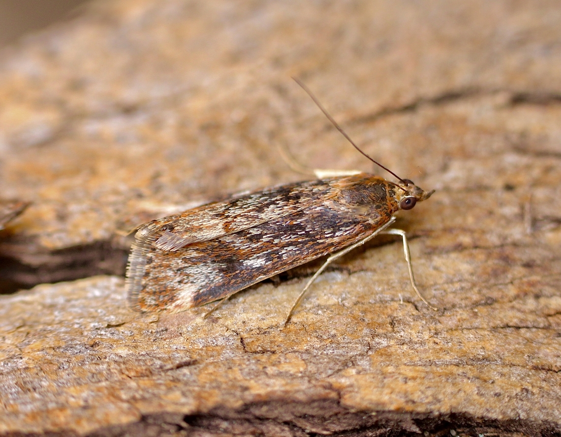 Cotton Web Spinner - Achyra affinitalis Attracted to UV light. Achyra affinitalis,Australia,Cotton Web Spinner,Eamw moth,Encounter Bay SA,Geotagged,UVL,Winter