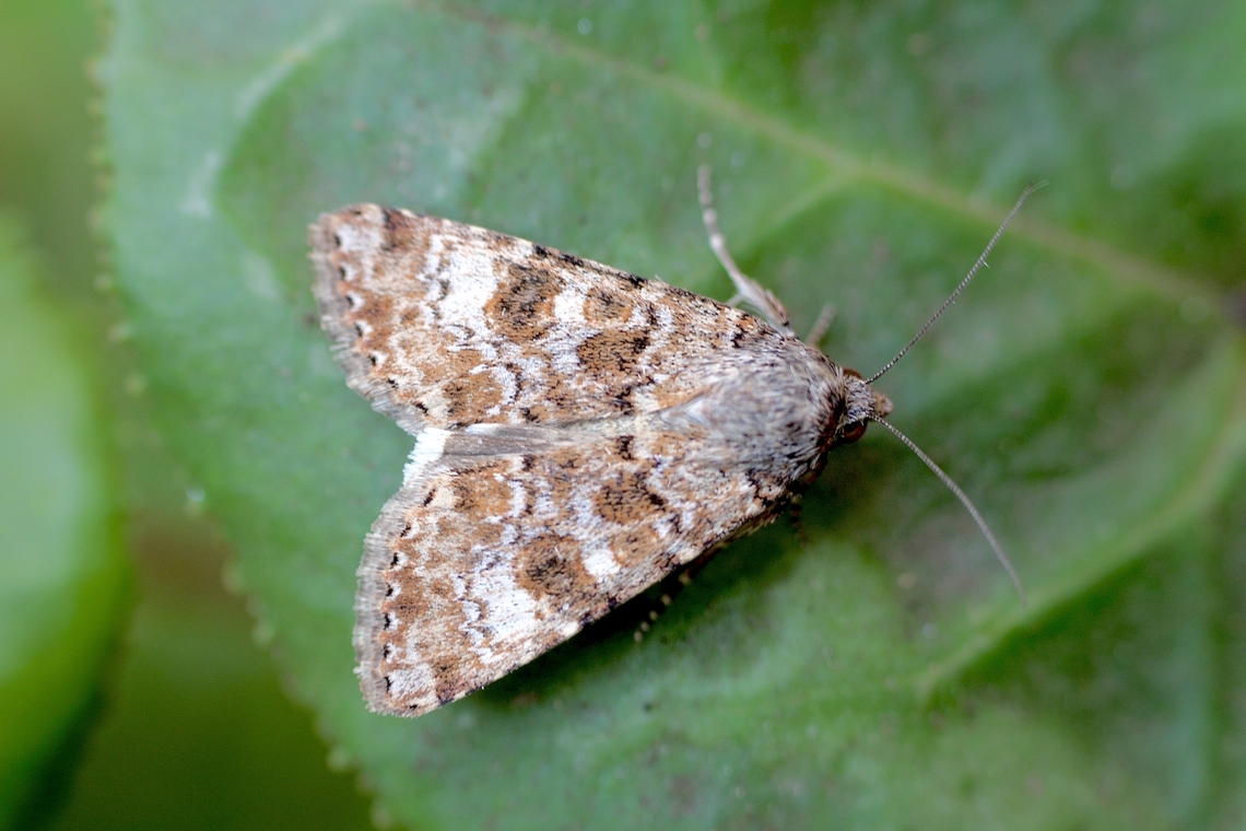 Lesser Budworm moth - Heliothis punctifera Attracted to UV light. Australia,Geotagged,Heliothis punctifera,Winter