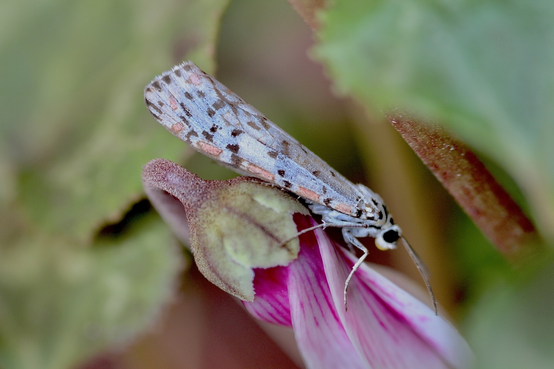 Heliotrope moth - Utetheisa pulchelloides Attracted to UV  light  Australia,Geotagged,Heliotrope moth,Utetheisa pulchelloides,Winter