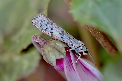 Heliotrope moth - Utetheisa pulchelloides Attracted to UV  light  Australia,Geotagged,Heliotrope moth,Utetheisa pulchelloides,Winter