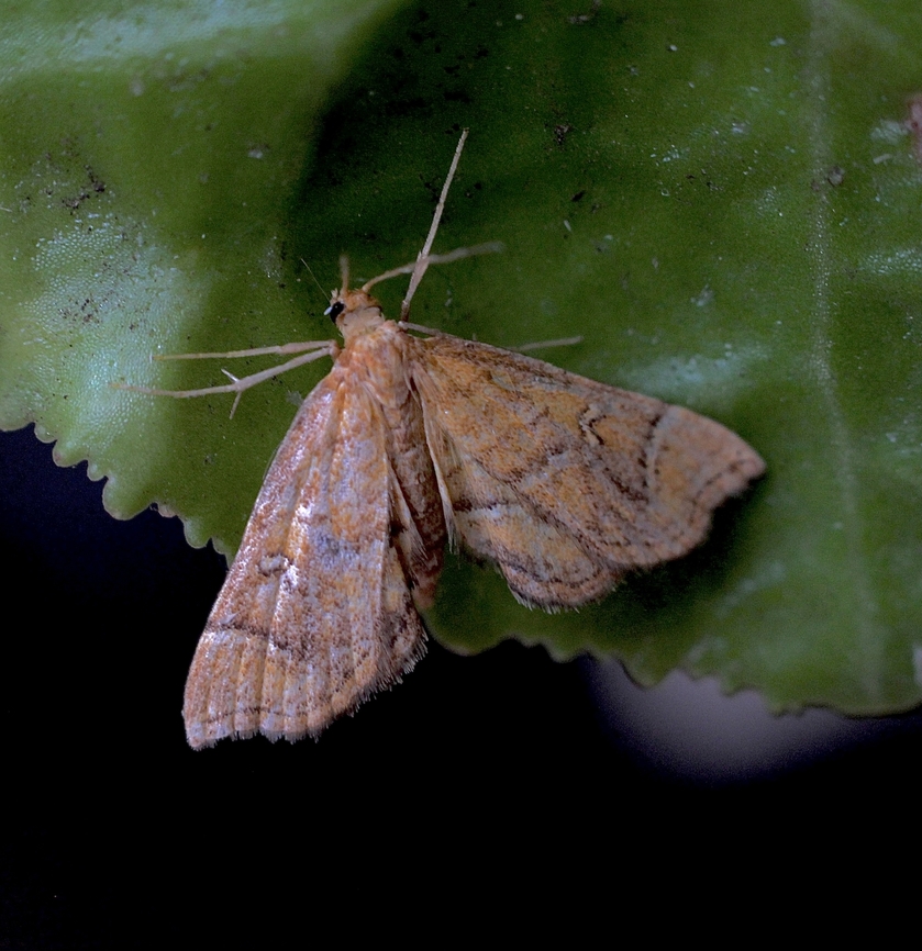 Australian Maidenhair Fern Moth - Musotima ochropteralis Attracted to UV light. Australia,Eamw moth,Encounter Bay SA,Geotagged,Musotima ochropteralis,UVL,Winter