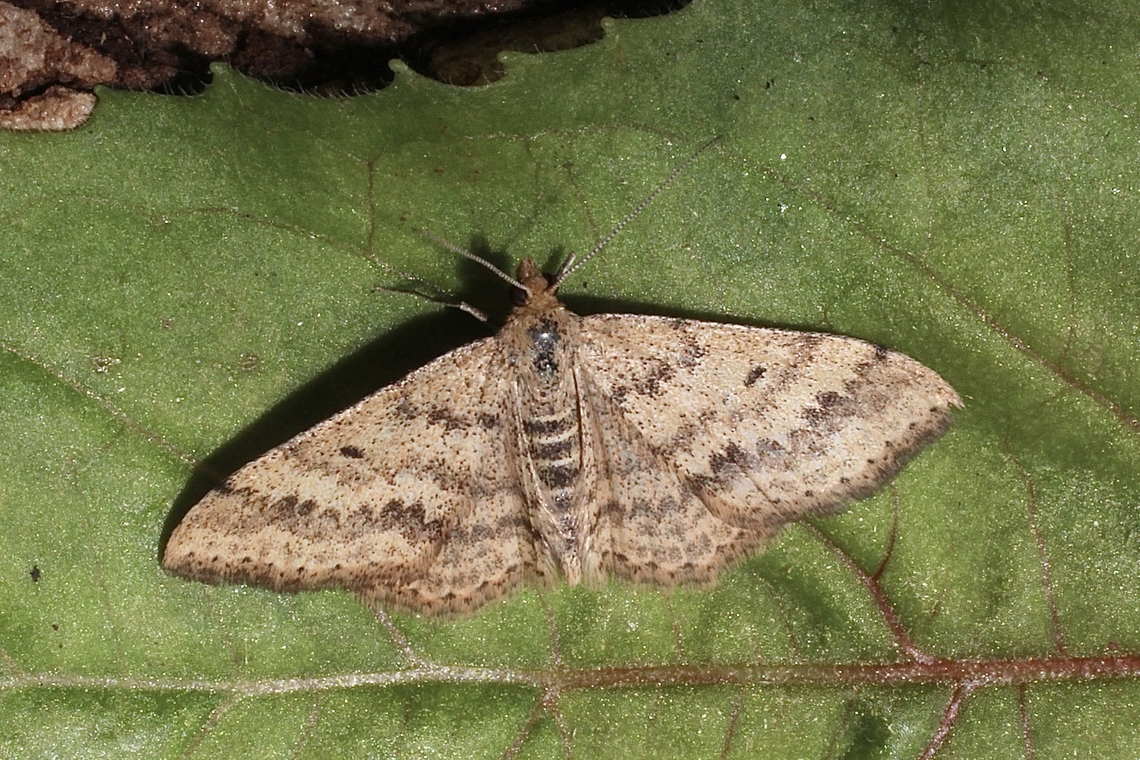 Scopula lydia Attracted to UV light. Australia,Eamw moth,Encounter Bay SA,Geotagged,Scopula lydia,UVL,Winter