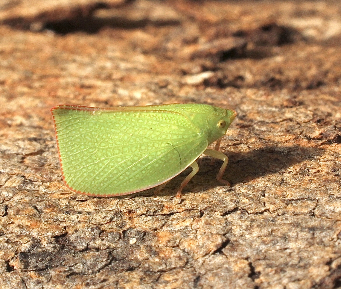 Torpedo bug - Siphanta acuta  Australia,Eamw planthoppers,Encounter Bay SA,Geotagged,Siphanta acuta,Torpedo bug,Winter