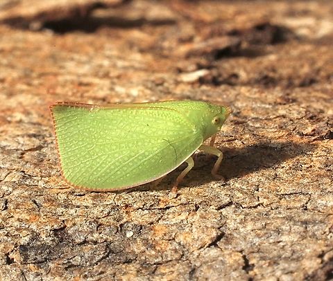 Torpedo bug - Siphanta acuta  Australia,Eamw planthoppers,Encounter Bay SA,Geotagged,Siphanta acuta,Torpedo bug,Winter