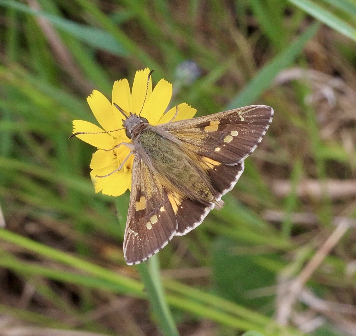 Varied Sedge-Skipper Hesperilla donnysa  Australia,Geotagged,Hesperilla donnysa,Spring