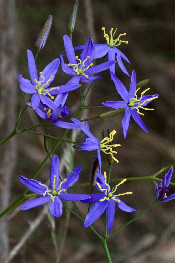 Tufted Lily - Thelionema caespitosum  Australia,Eamw flora,Geotagged,Langwarrin Reserve,Spring,Thelionema caespitosum,Tufted Lily,eamw lillies