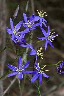 Tufted Lily - Thelionema caespitosum  Australia,Eamw flora,Geotagged,Langwarrin Reserve,Spring,Thelionema caespitosum,Tufted Lily,eamw lillies