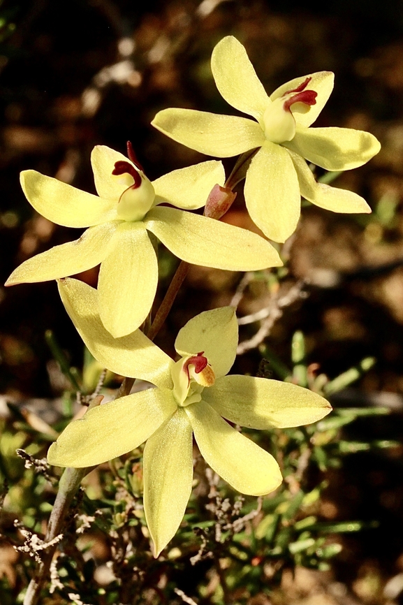 Rabbit- eared sun orchid  - Thelymitra antennifera  Australia,Geotagged,Rabbit-eared sun orchid,Thelymitra antennifera,Winter
