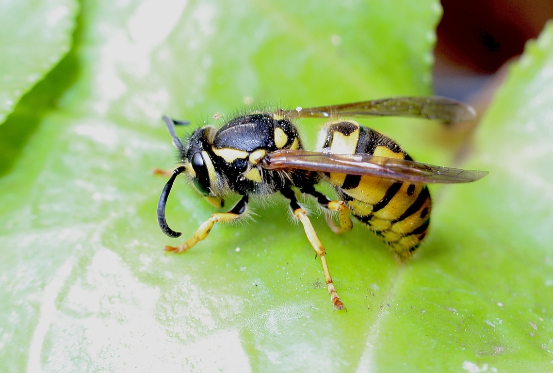 German wasp - Vespula germanica Observed overwintering under eucalyptus tree bark. Had to warm it up prior to to taking a photo as it was all curled up due to cold temperatures. Australia,Eamw wasps,Finniss Conservation park,Geotagged,German wasp,Vespula germanica,Winter
