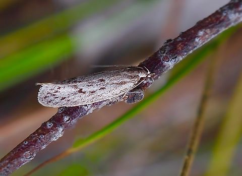 Brown House Moth - Hofmannophila pseudospretella Attracted to UV light  Australia,Brown house moth,Eamw moth,Encounter Bay SA,Geotagged,Hofmannophila pseudospretella,UVL,Winter