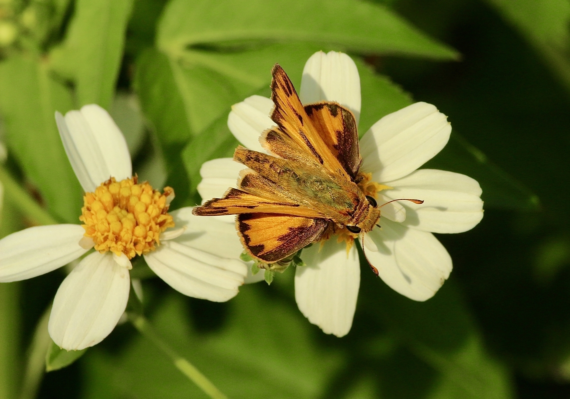 Fiery Skipper - Hylephila phyleus  Anaheim USA,Eamw butterflies,Fiery Skipper,Geotagged,Hylephila phyleus,Summer,United States
