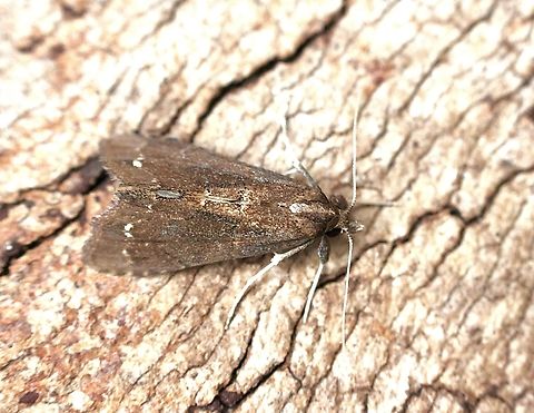 Noctuid moth - Athetis tenuis Attracted to UV light  Athetis tenuis,Australia,Eamw moth,Encounter Bay SA,Geotagged,UVL,Winter