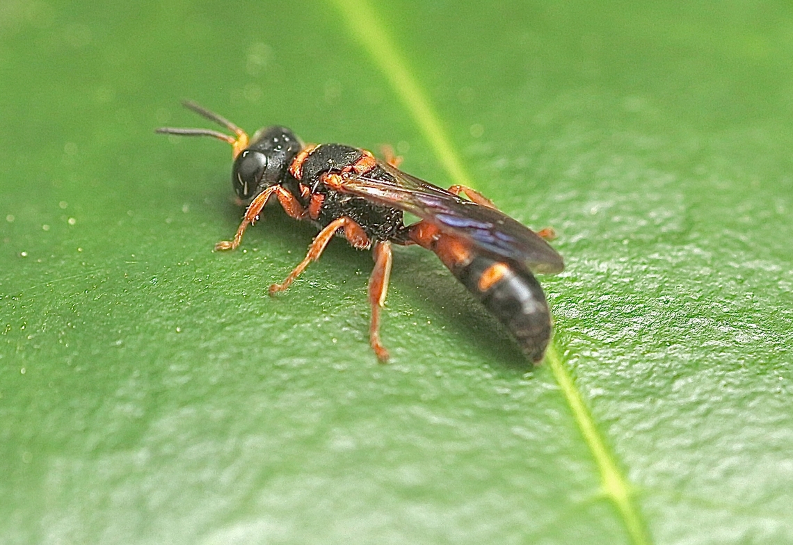 Wasp species - Cerceris gilesi  Apopka,Cerceris gilesi,Eamw wasps,Florida,Geotagged,United States,Winter