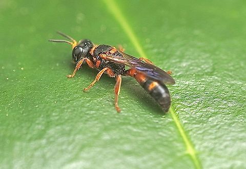 Wasp species - Cerceris gilesi  Apopka,Cerceris gilesi,Eamw wasps,Florida,Geotagged,United States,Winter