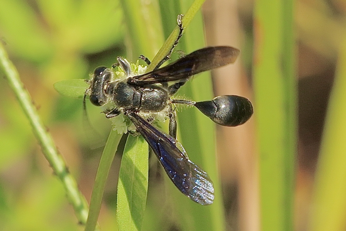 Grass carrying wasp - Isodontia apicalis  Anaheim USA,Eamw wasps,Geotagged,Isodontia apicalis,Summer,United States