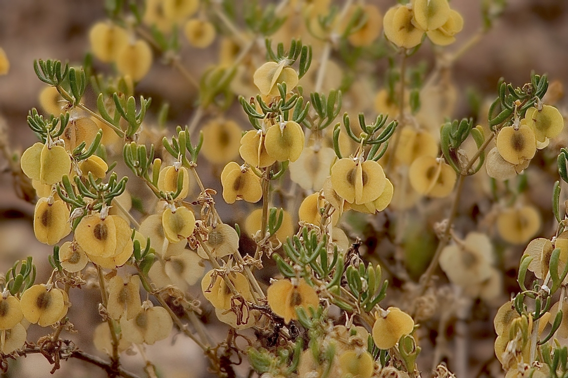 Shrubby Twinleaf - Roepera aurantiaca  Australia,Eamw flora,Geotagged,Quorn SA,Roepera aurantiaca,Shrubby Twinleaf,Spring