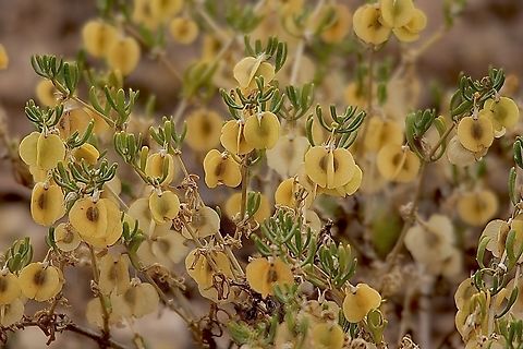 Shrubby Twinleaf - Roepera aurantiaca  Australia,Eamw flora,Geotagged,Quorn SA,Roepera aurantiaca,Shrubby Twinleaf,Spring