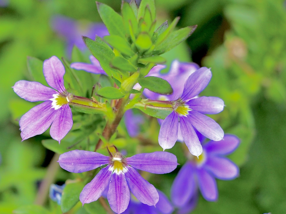Fairy Fan-Flower , Scaevola aemula  Australia,Bairnsdale Vic,Eamw flora,Fairy Fan-flower,Fall,Geotagged,Scaevola aemula