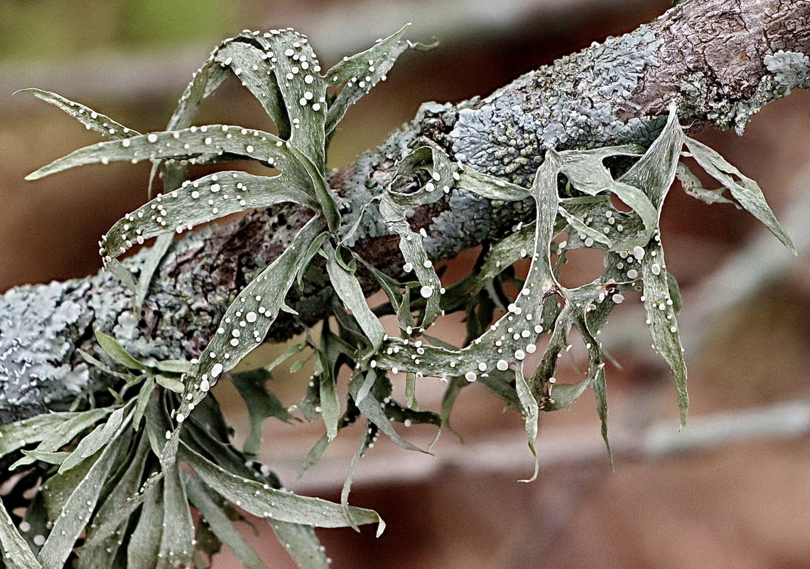 Cartilage Lichen - Ramalina celastri  Australia,Camden NSW,Eamw lichen,Geotagged,Ramalina celastri,Summer