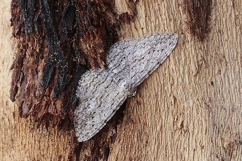 Long-fringed Bark Moth - Phelotis cognata Attracted to UV light  Australia,Eamw moth,Encounter Bay SA,Geotagged,Phelotis cognata,UVL,Winter
