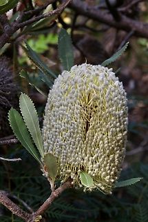 Desert banksia - Banksia ornata  Aldinga scrub conservation park,Australia,Banksia ornata,Desert banksia,Eamw Banksias,Eamw flora,Fall,Geotagged