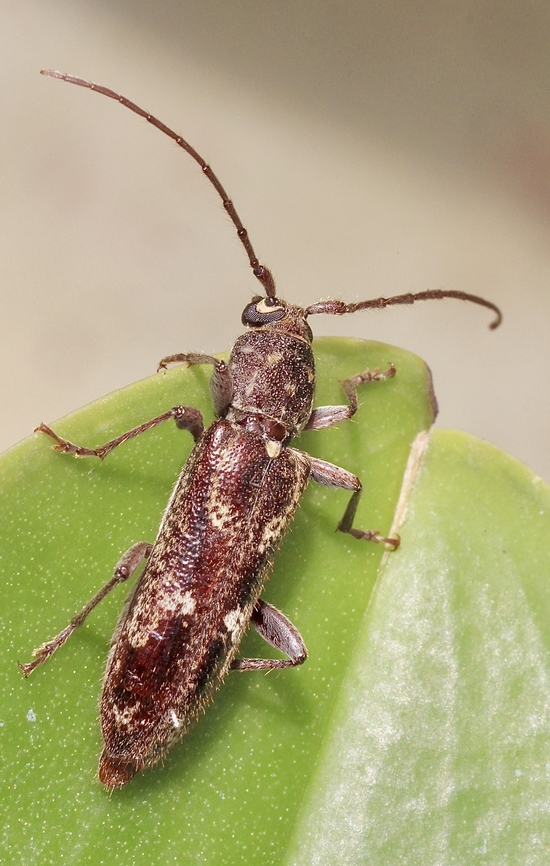 Phacodes personatus Attracted to UV light  Australia,Eamw beetles,Encounter Bay SA,Geotagged,Phacodes personatus,Summer,UVL,Winter