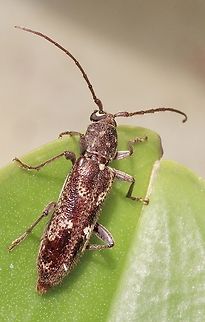 Phacodes personatus Attracted to UV light  Australia,Eamw beetles,Encounter Bay SA,Geotagged,Phacodes personatus,Summer,UVL,Winter