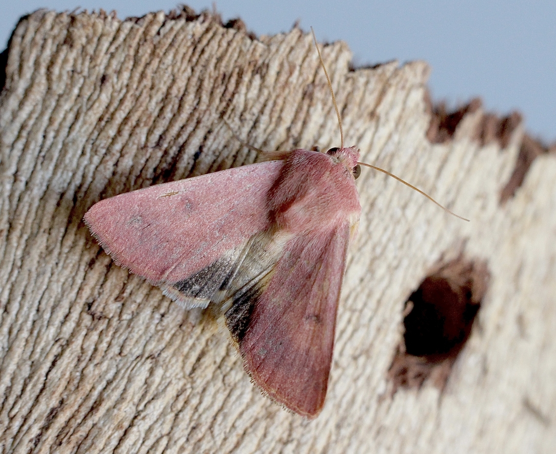 Indian Weed Caterpillar - Australothis rubrescens Attracted to UV light  Australia,Australothis rubrescens,Geotagged,Indian Weed Caterpillar,Winter