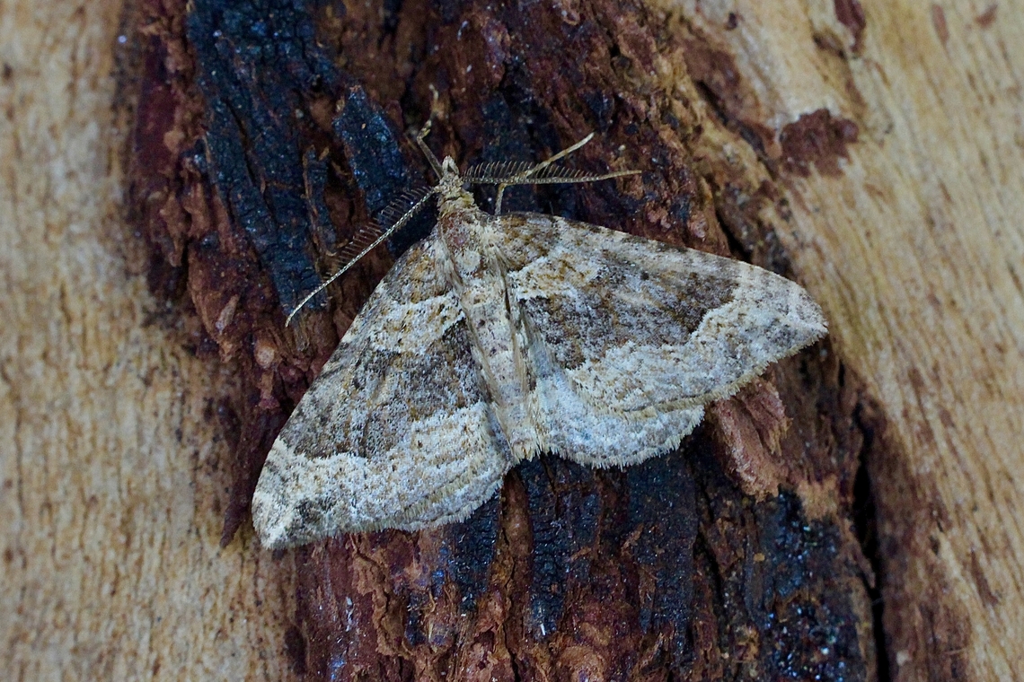 Carpet moth - Epyaxa agelasta Attracted to UV light  Australia,Epyaxa agelasta,Geotagged,Winter