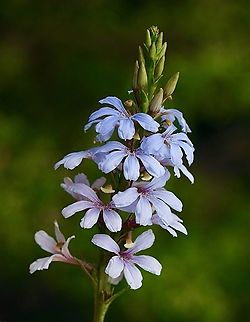 Cushion Fanflower - Scaevola crassifolia  Australia,Cushion Fanflower,Geotagged,Scaevola  crassifolia,Spring