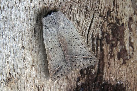 Pantydia sparsa Attracted to UV light. Australia,Geotagged,Pantydia sparsa,Winter