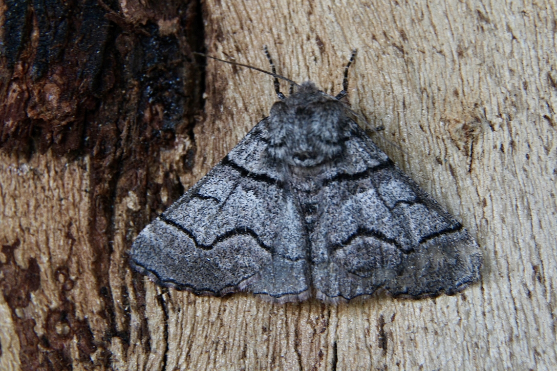 Hypobapta diffundens Attracted to UV light. Australia,Geotagged,Hypobapta diffundens,Winter