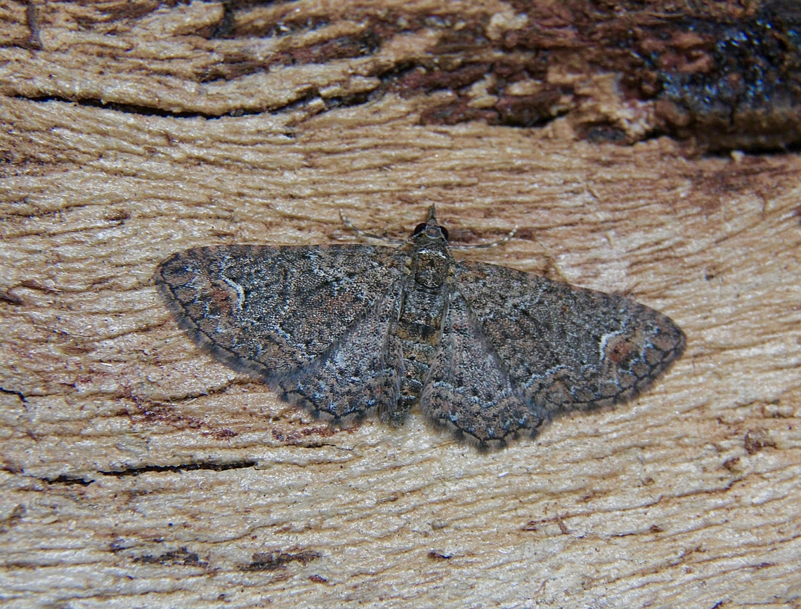 Pome Looper - Pasiphilodes testulata Attracted to UV light. Australia,Geotagged,Pasiphilodes testulata,Pome Looper,Winter